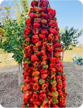 Kuru Biber Dolmalık