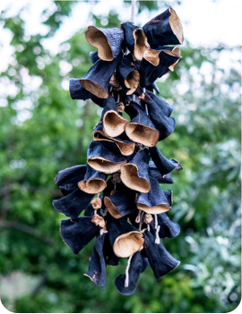 Sap Patlıcan Dolmalık